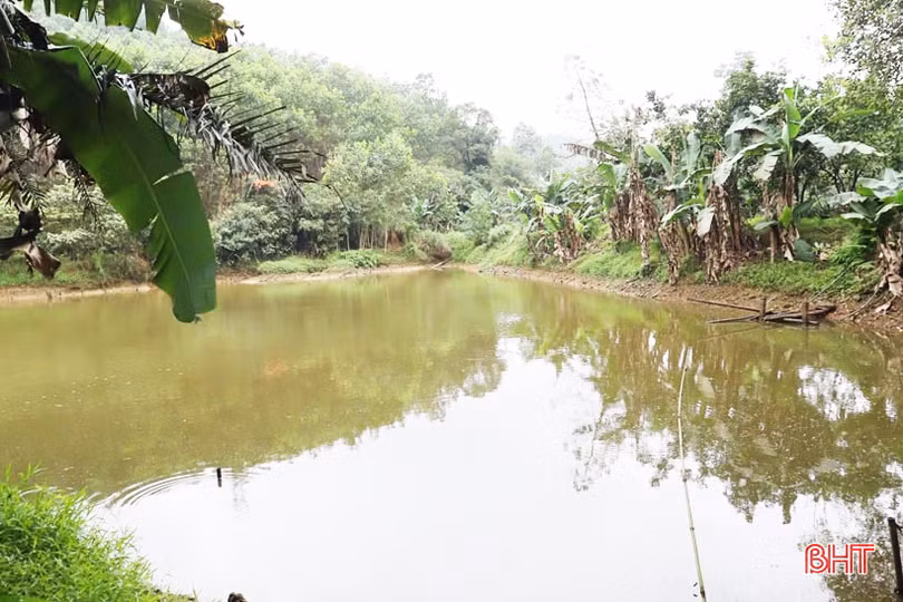 Nắm bắt cơ hội, cựu trưởng thôn ở Hà Tĩnh thu nhập tiền tỷ từ chăn nuôi