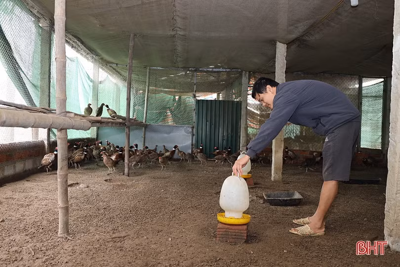 Thu nhập tốt nhờ nuôi kết hợp 3 loài đặc sản