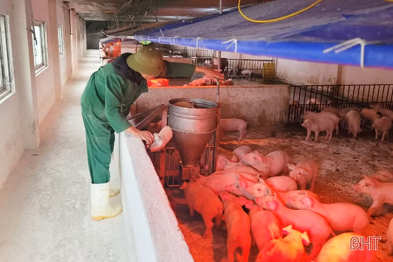 Hà Tĩnh: Giá lợn hơi thấp, người chăn nuôi lỗ nặng hoặc “treo” chuồng
