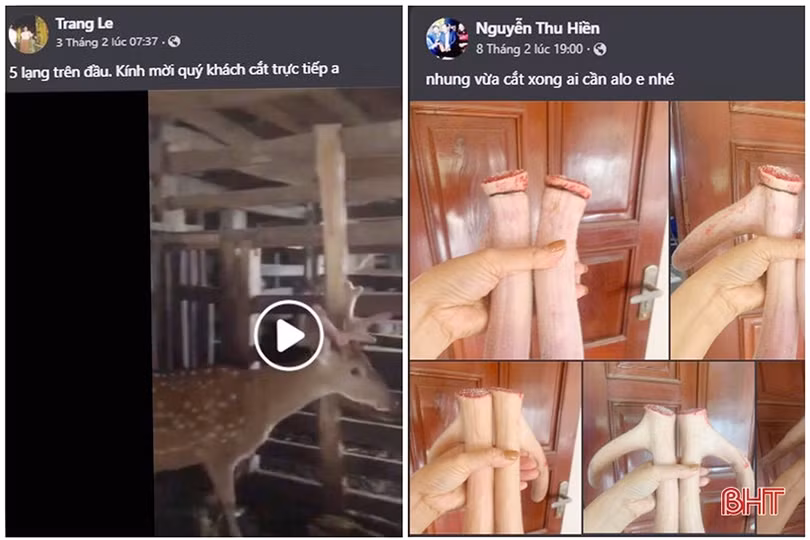 Thăm “thủ phủ” nhung hươu Hà Tĩnh