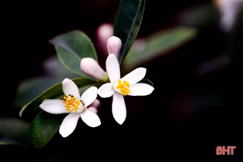 Vui mùa lộc mới ở Hà Tĩnh