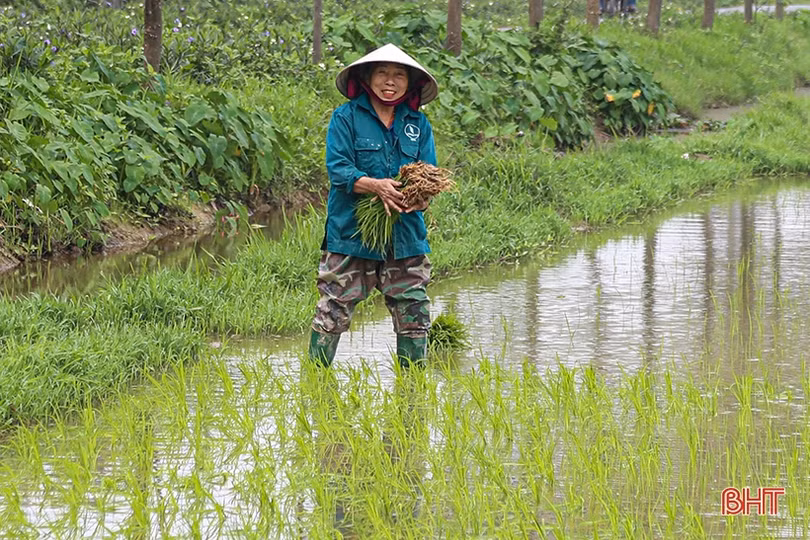 Chăm sóc, phòng trừ sâu, bệnh ở giai đoạn mẫn cảm của lúa xuân Hà Tĩnh