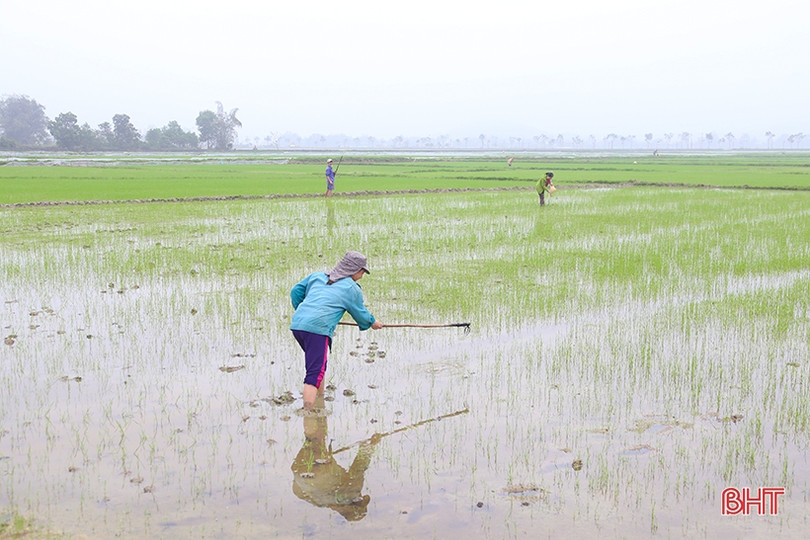 Các hồ chứa ở Hà Tĩnh mở nước phục vụ tỉa dặm, bón thúc lúa xuân