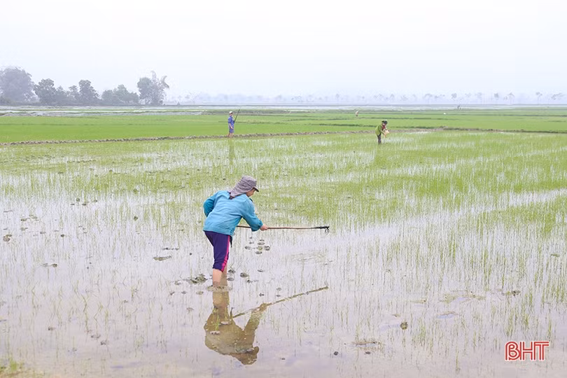 Các hồ chứa ở Hà Tĩnh mở nước phục vụ tỉa dặm, bón thúc lúa xuân