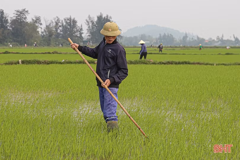 Chăm sóc, phòng trừ sâu, bệnh ở giai đoạn mẫn cảm của lúa xuân Hà Tĩnh