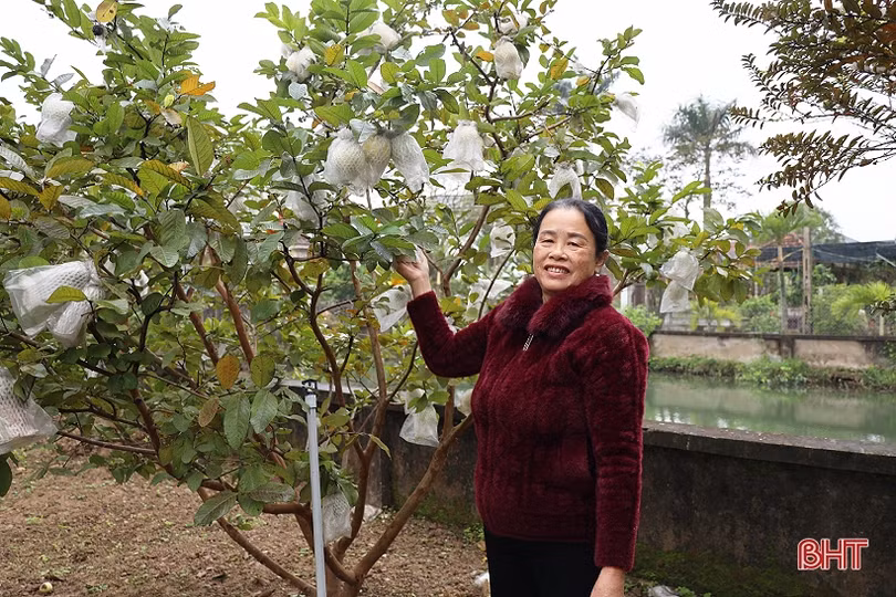 Ổi lê Đài Loan “bén duyên” đất ven đô Hà Tĩnh