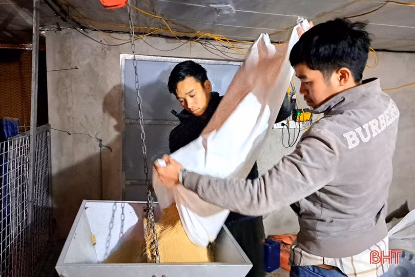 Khám phá trại nuôi gà cỏ mía quy mô hơn 6 tỷ đồng ở Nghi Xuân