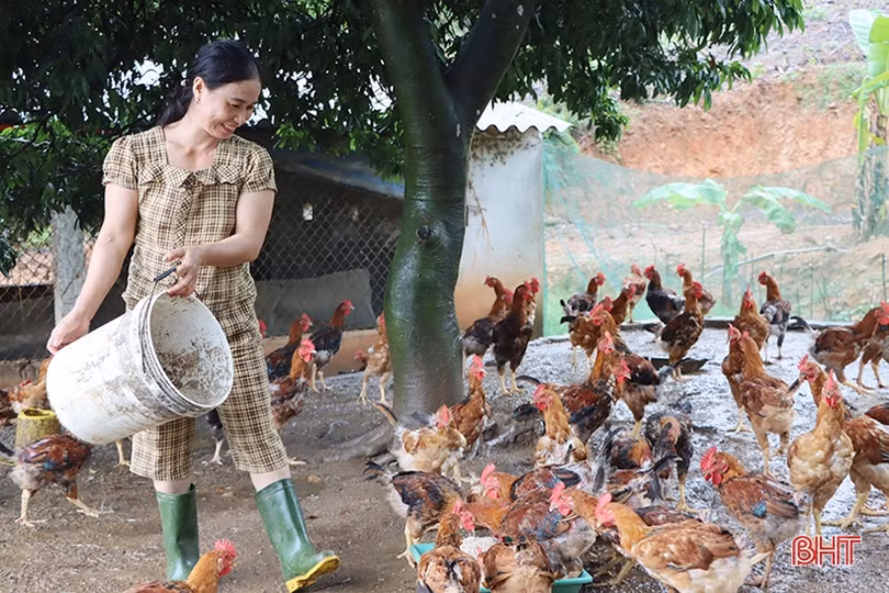 Giá thức ăn chăn nuôi “neo cao”, người dân, doanh nghiệp đều lỗ