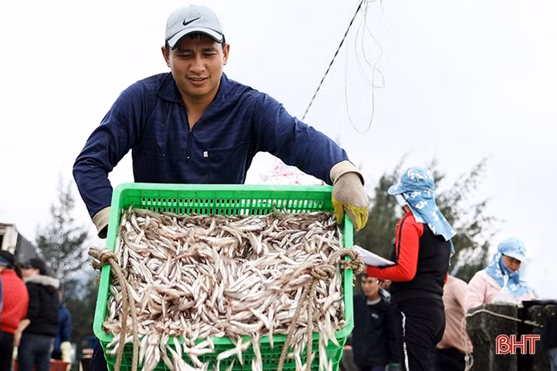 Vui mùa lộc mới ở Hà Tĩnh