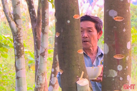 Nghề lạ xứ trầm: Tạo vết thương để “đánh thức” trầm hương