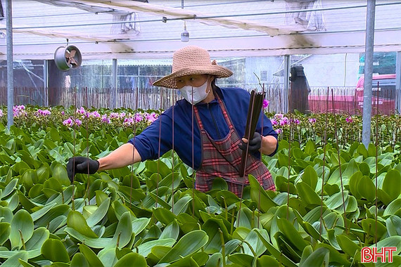 Nhanh tay chăm hoa, cây cảnh để kịp “vào dáng” đón Tết