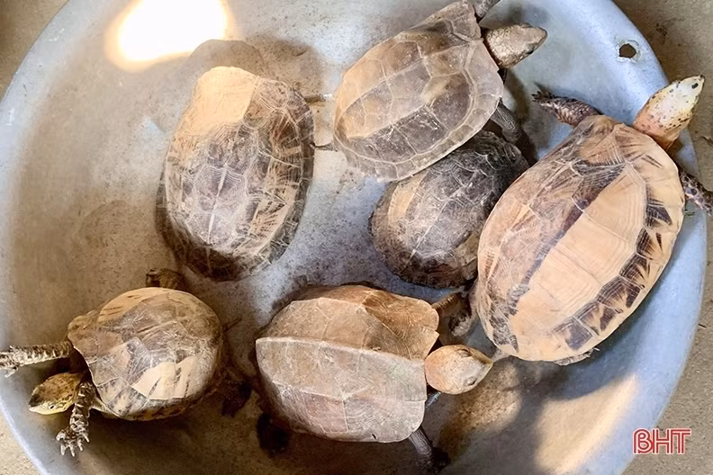 Phát hiện 6 con rùa quý hiếm khi làm đất, người đàn ông trình báo ngành chức năng