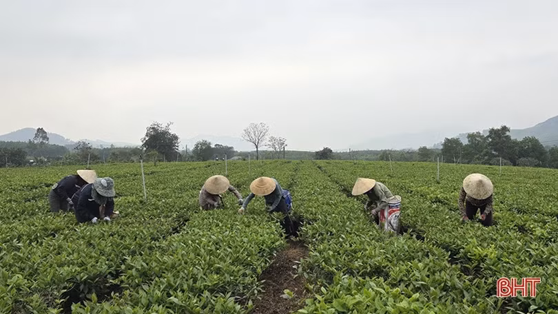 Người trồng chè bắt đầu vụ thu hoạch quan trọng nhất năm
