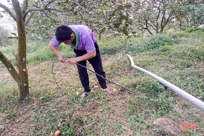 Nông dân Can Lộc chăm sóc cam, bưởi thời kỳ đơm hoa