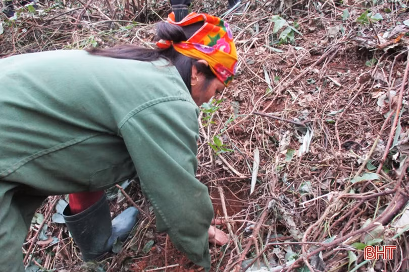 Hà Tĩnh “khởi động” mục tiêu trồng 8.600 ha rừng tập trung