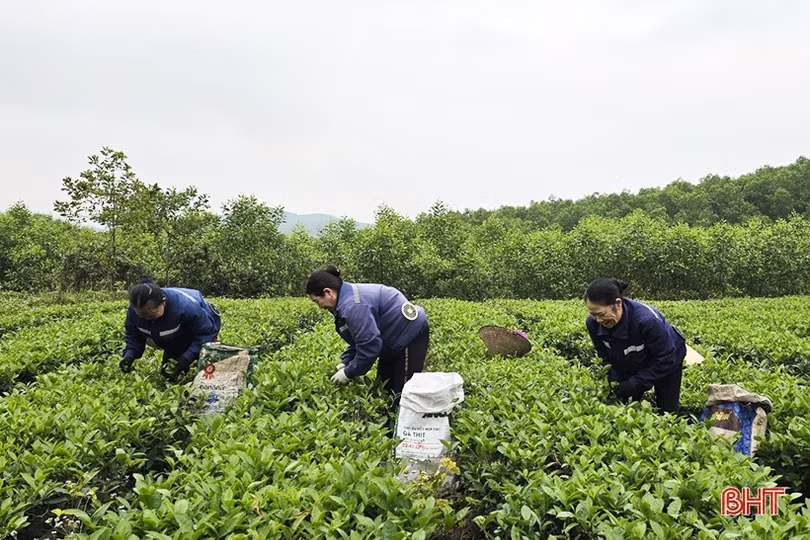 Người trồng chè bắt đầu vụ thu hoạch quan trọng nhất năm