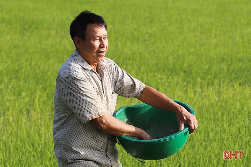 Nông dân Hà Tĩnh nhanh tay tỉa dặm, bón thúc lúa xuân đợt 1