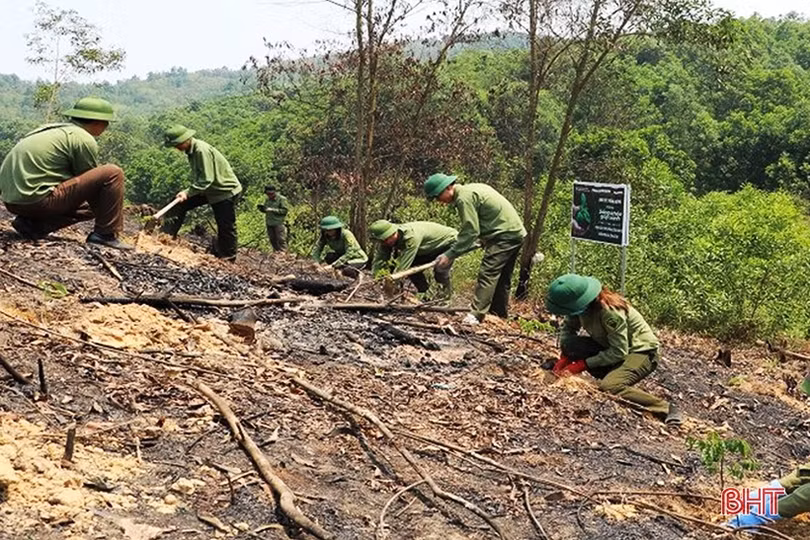 Hà Tĩnh “khởi động” mục tiêu trồng 8.600 ha rừng tập trung