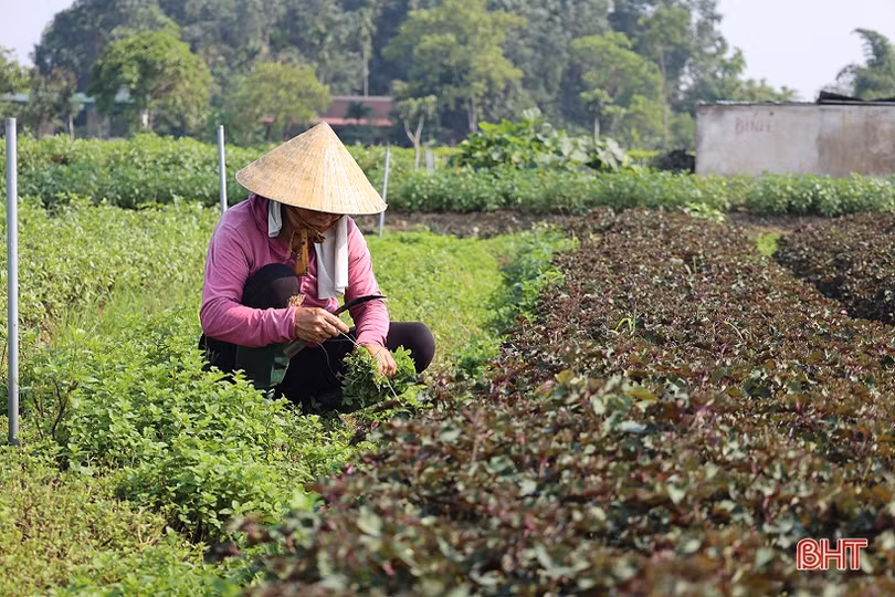 Nông dân Hà Tĩnh tăng cường “giải nhiệt” cho rau màu