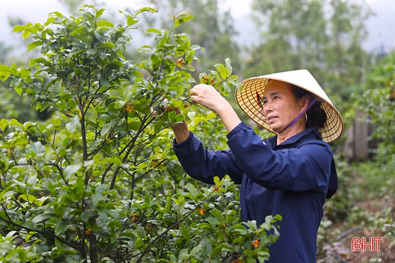 Nâng cao giá trị sản phẩm cây mai vàng Kỳ Nam