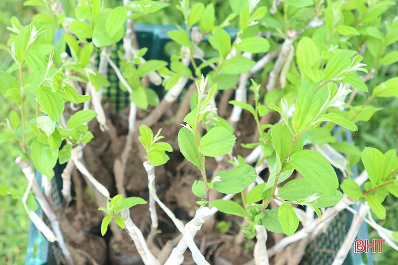 TP Hà Tĩnh trồng thử nghiệm 320 gốc táo muối Bàng La