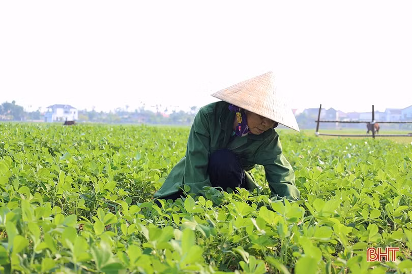 Nông dân Hà Tĩnh thích ứng với nắng nóng