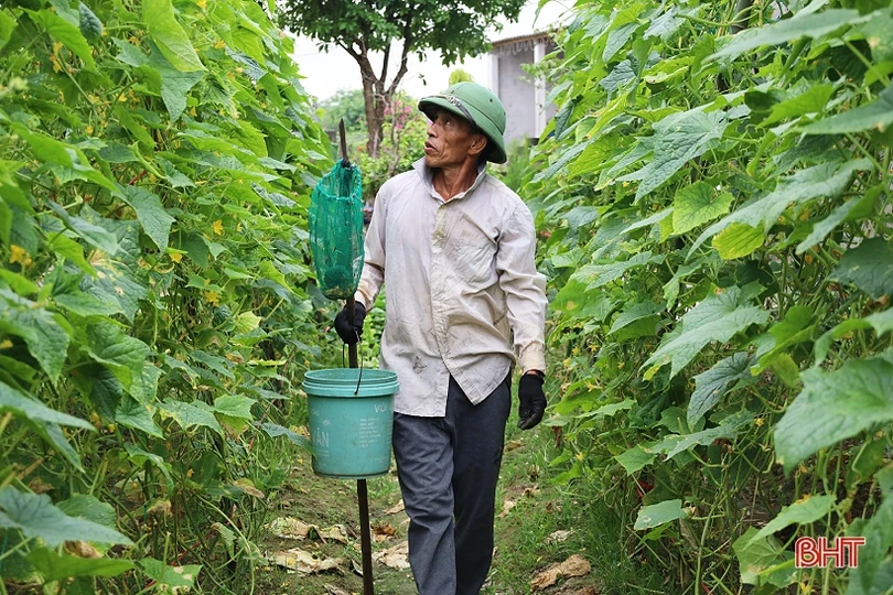Mướp đắng, dưa chuột được giá, nông dân xứ Cẩm phấn khởi thu hái