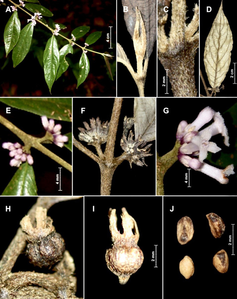 Công bố với thế giới 2 loài thực vật mới tại Vườn Quốc gia Vũ Quang