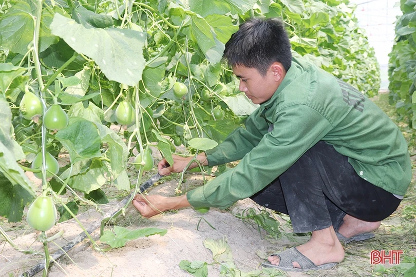 Thăm mô hình nhà màng trồng dưa quy mô gần 2 tỷ đồng của nông dân Thạch Lạc