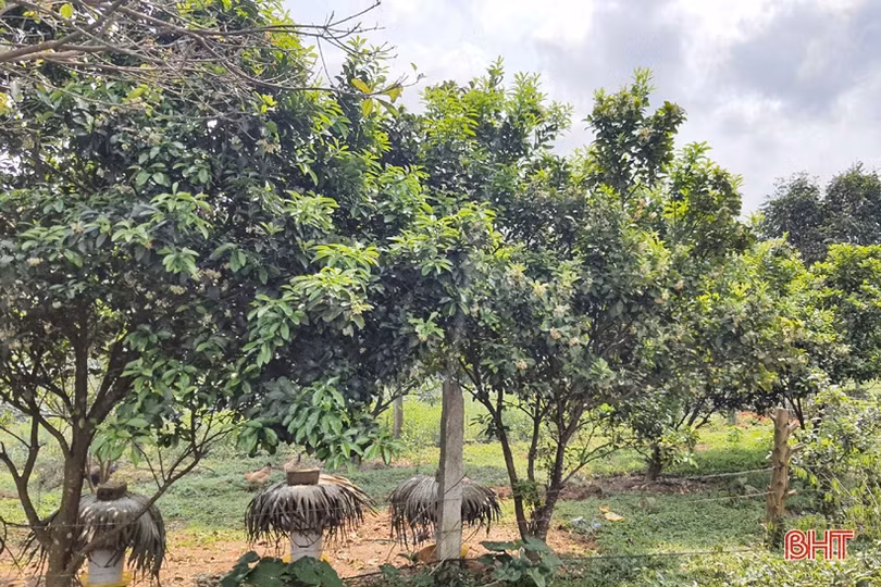 Cử nhân bỏ phố về quê làm giàu trên vùng thượng Kỳ Anh