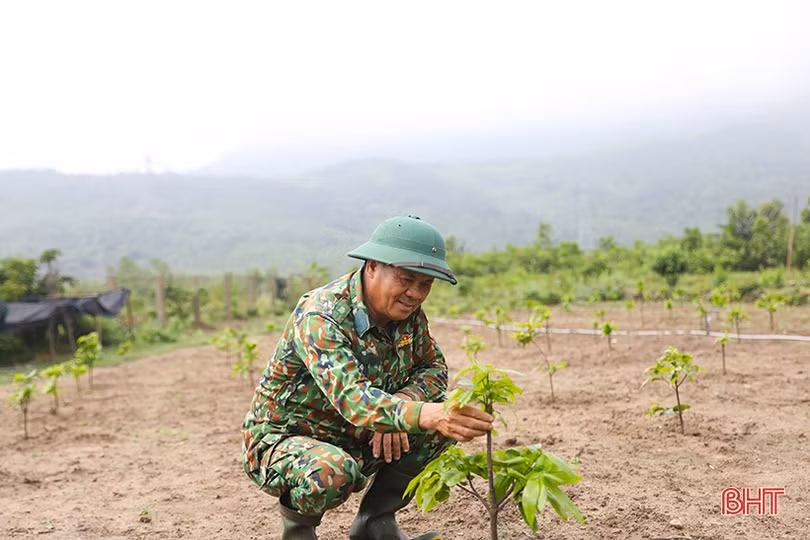 Nâng cao giá trị sản phẩm cây mai vàng Kỳ Nam