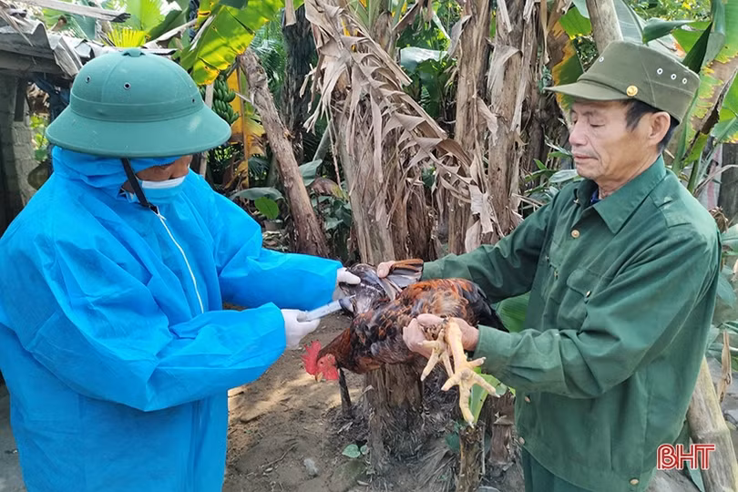 Thiếu vắc-xin, nhiều địa phương lo lây lan dịch bệnh trên gia súc, gia cầm