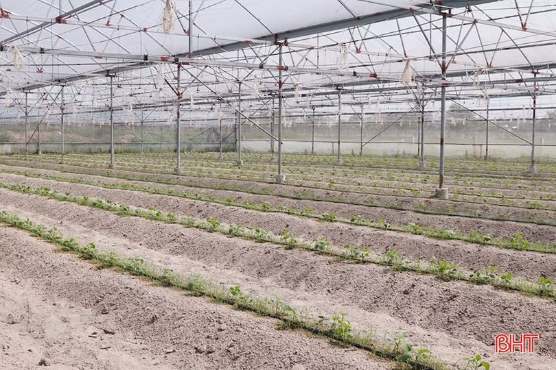 Thăm mô hình nhà màng trồng dưa quy mô gần 2 tỷ đồng của nông dân Thạch Lạc