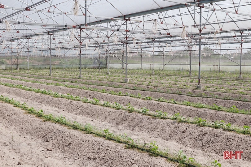 Thăm mô hình nhà màng trồng dưa quy mô gần 2 tỷ đồng của nông dân Thạch Lạc