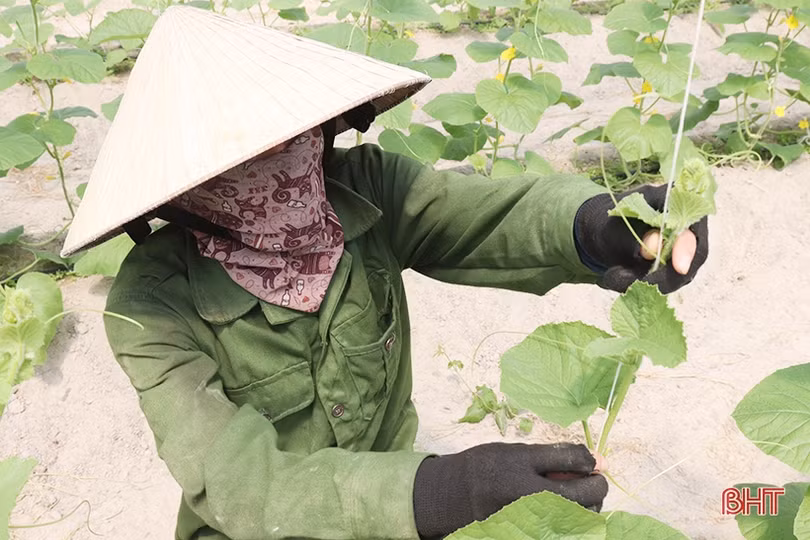 Thăm mô hình nhà màng trồng dưa quy mô gần 2 tỷ đồng của nông dân Thạch Lạc