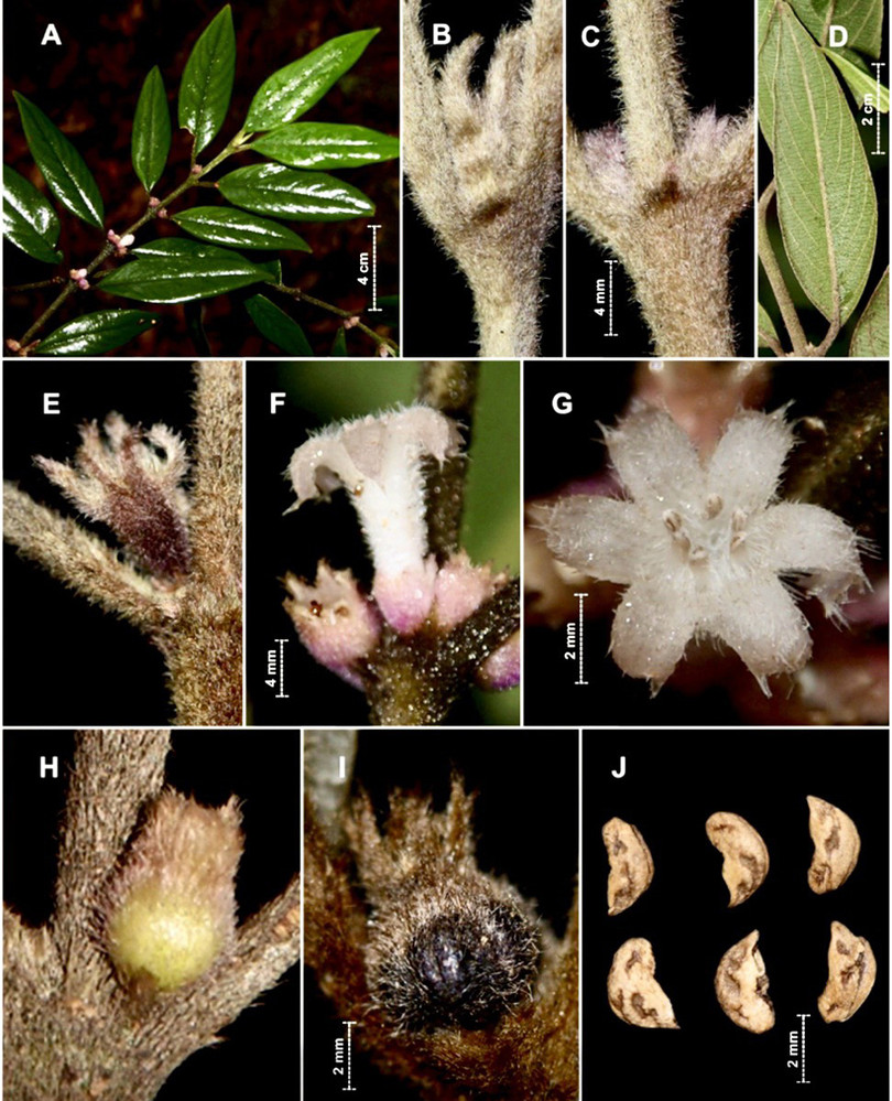 Công bố với thế giới 2 loài thực vật mới tại Vườn Quốc gia Vũ Quang