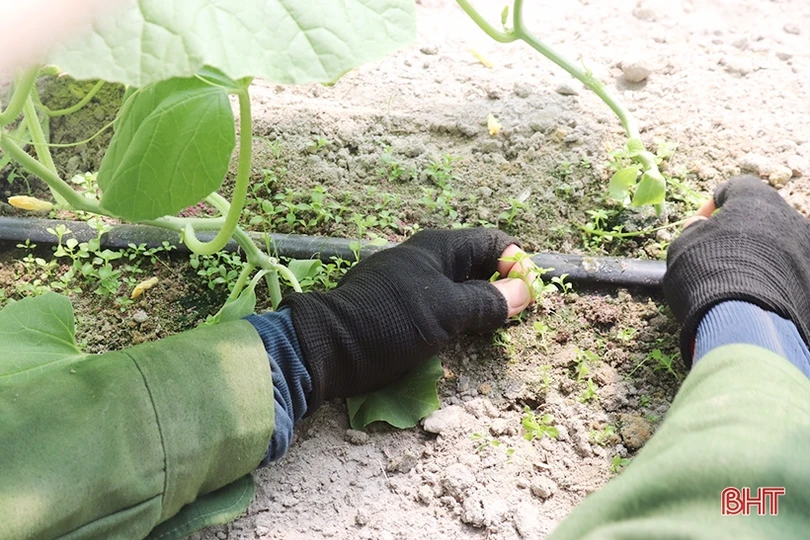 Thăm mô hình nhà màng trồng dưa quy mô gần 2 tỷ đồng của nông dân Thạch Lạc