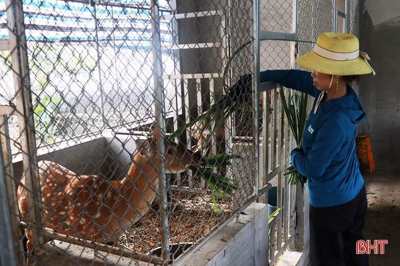 Thêm 1 địa phương ở Hà Tĩnh nuôi thành công hươu sao