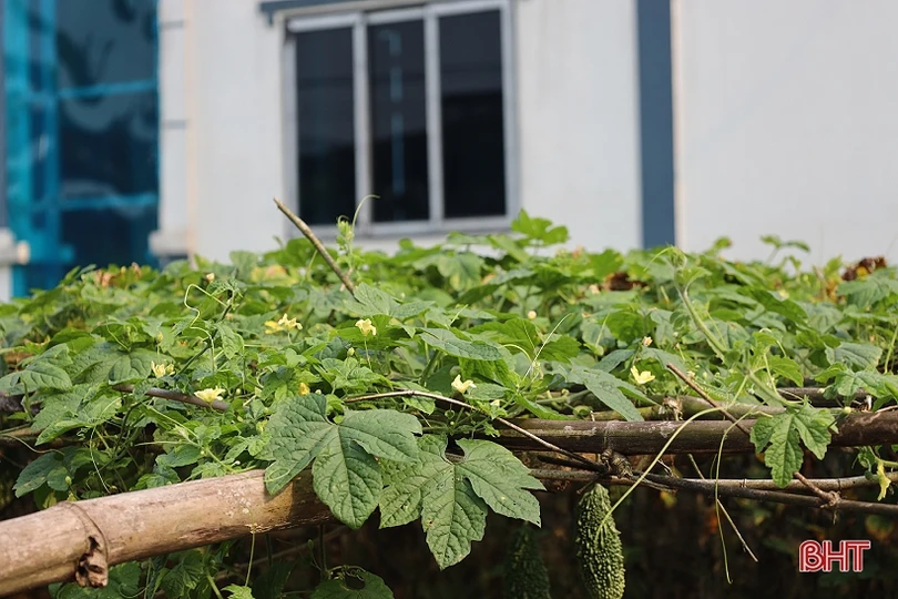 Mướp đắng, dưa chuột được giá, nông dân xứ Cẩm phấn khởi thu hái