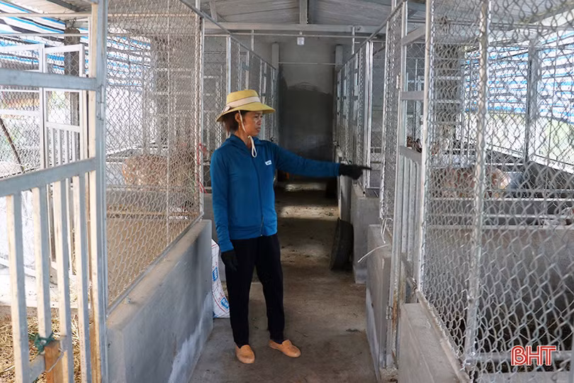 Thêm 1 địa phương ở Hà Tĩnh nuôi thành công hươu sao