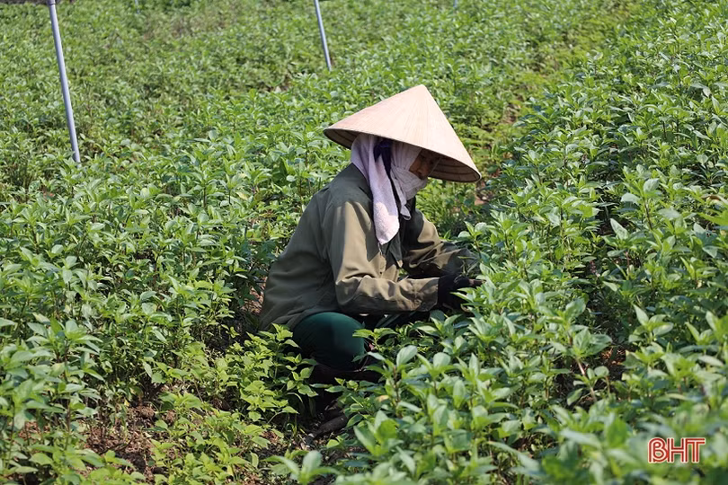 Nông dân Hà Tĩnh tăng cường “giải nhiệt” cho rau màu