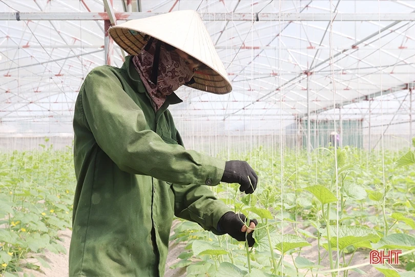 Thăm mô hình nhà màng trồng dưa quy mô gần 2 tỷ đồng của nông dân Thạch Lạc