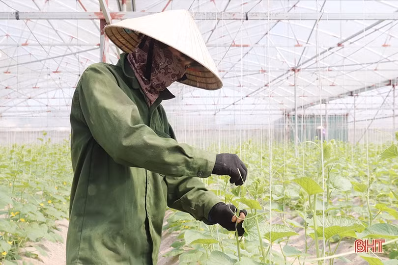 Thăm mô hình nhà màng trồng dưa quy mô gần 2 tỷ đồng của nông dân Thạch Lạc