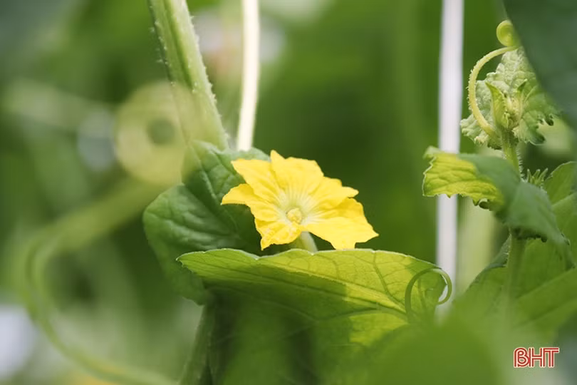 Thăm mô hình nhà màng trồng dưa quy mô gần 2 tỷ đồng của nông dân Thạch Lạc