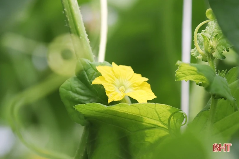 Thăm mô hình nhà màng trồng dưa quy mô gần 2 tỷ đồng của nông dân Thạch Lạc