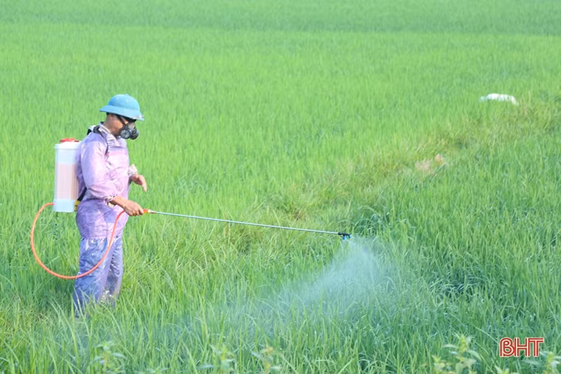 Khẩn trương phòng trừ bệnh đạo ôn cổ bông gây hại lúa vụ xuân