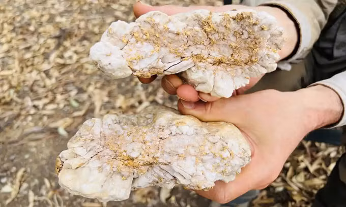 Thợ đào vàng tìm thấy cục đá trị giá 160.000 USD