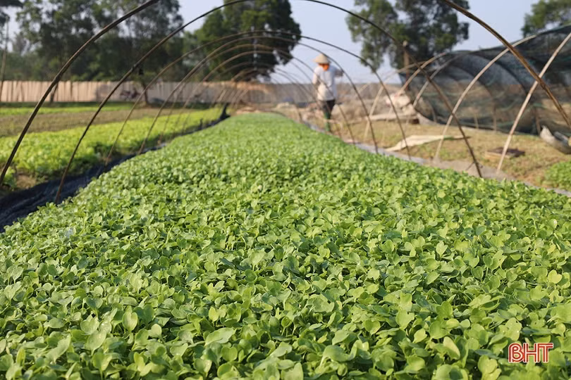 Nông dân Hà Tĩnh tăng cường “giải nhiệt” cho rau màu