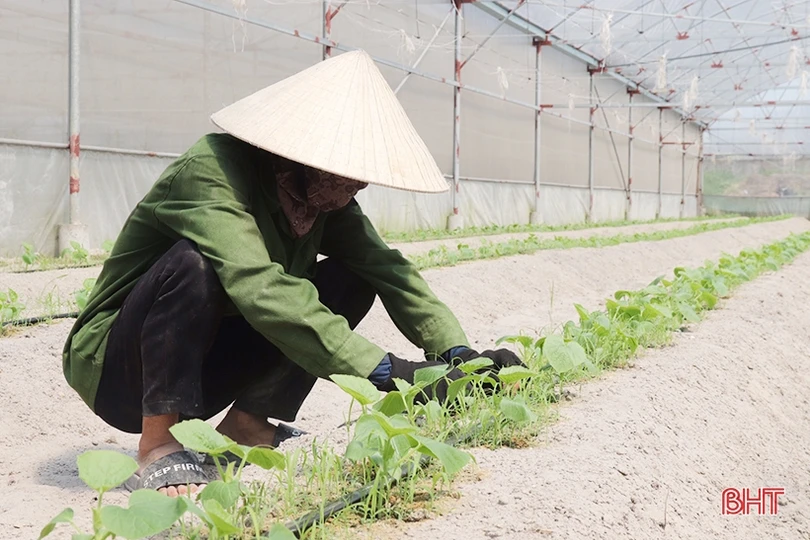 Thăm mô hình nhà màng trồng dưa quy mô gần 2 tỷ đồng của nông dân Thạch Lạc