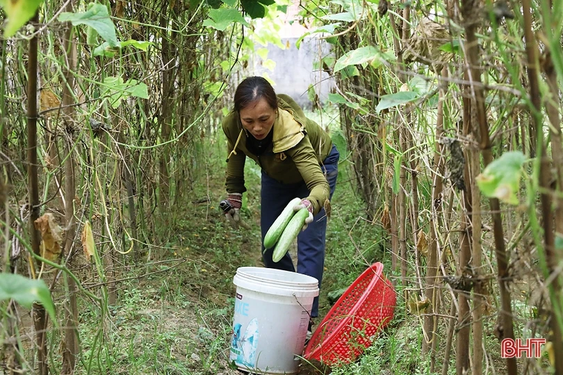 Mướp đắng, dưa chuột được giá, nông dân xứ Cẩm phấn khởi thu hái